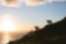 Sheep overlooking a coastal view on a New Zealand farm