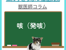 【獣医師コラム】咳の話