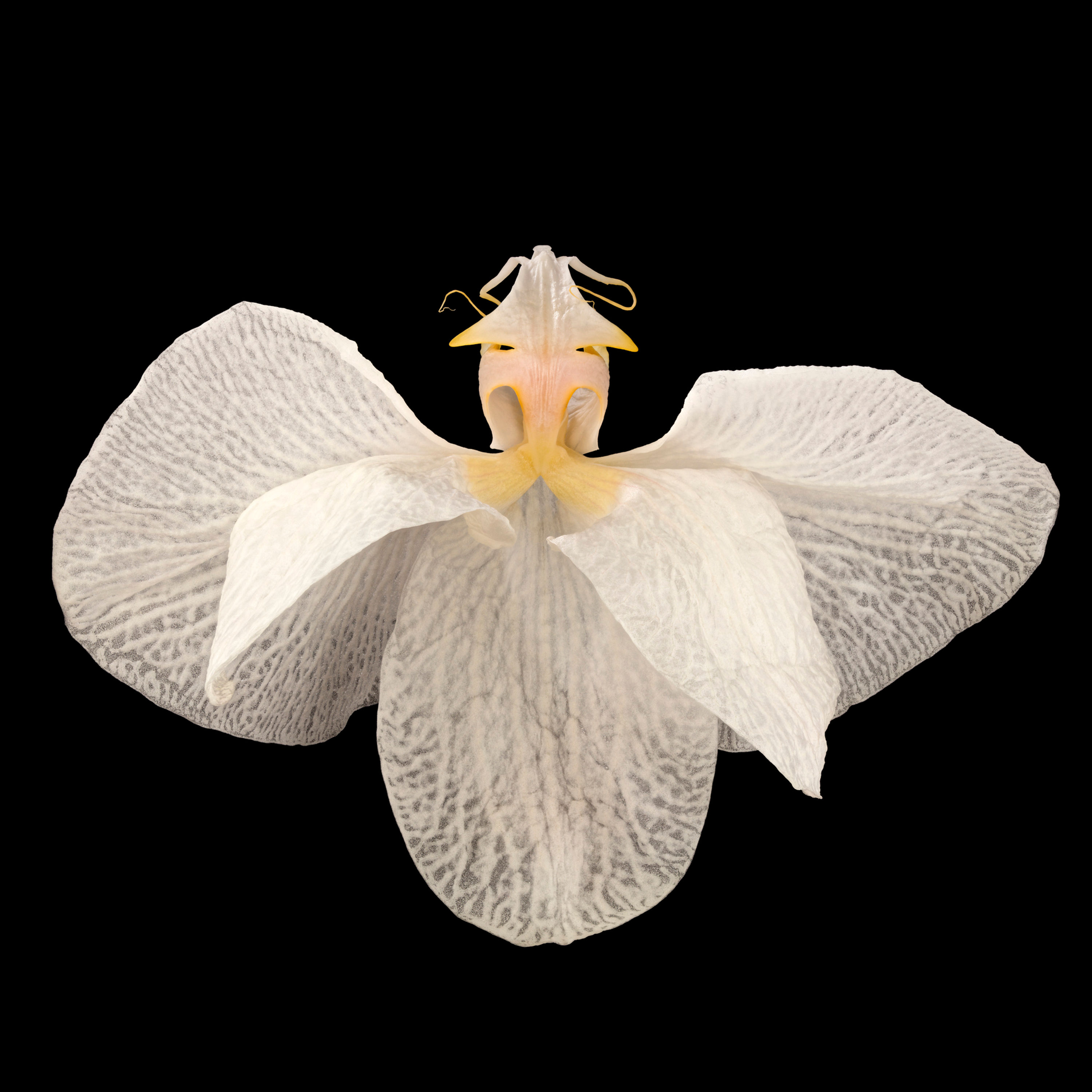 Phalen III Nature Abstraction Macro Photography by Pascal Goet