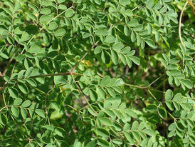 Moringa: planta purifica água e combate a fome