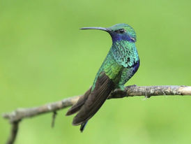 Especialista alerta para desequilíbrio causado pela extinção de aves