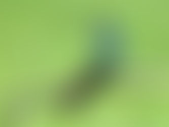 Especialista alerta para desequilíbrio causado pela extinção de aves