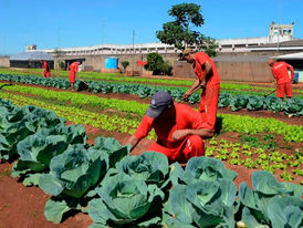 Deputado defende a construção de presídios agrícolas