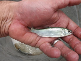 Pesquisadores detectam diminuição no tamanho de peixes amazônicos