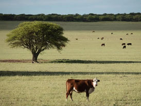 Agricultura, gado e desmate geram 23% das emissões de gases-estufa