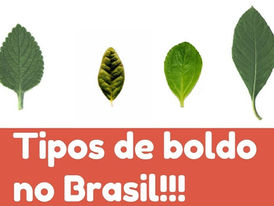 Banho de Boldo: a erva que revigora