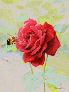 menendez-bee-and-rose-colorpencil-gif.GIF