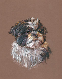 ShihTzu_01.jpg