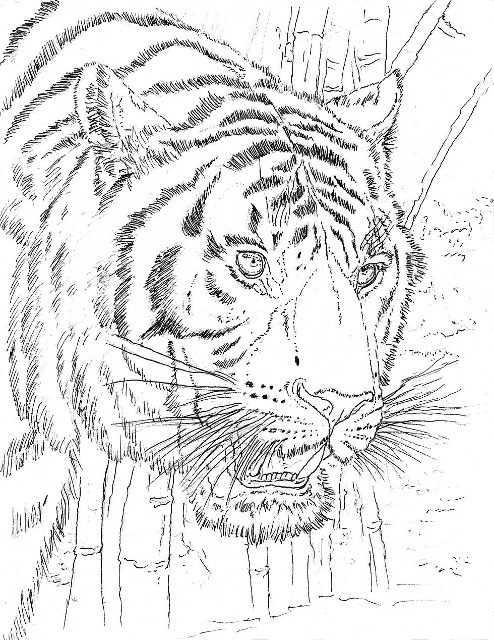 Thumbnail: Digital Regal Tiger CP