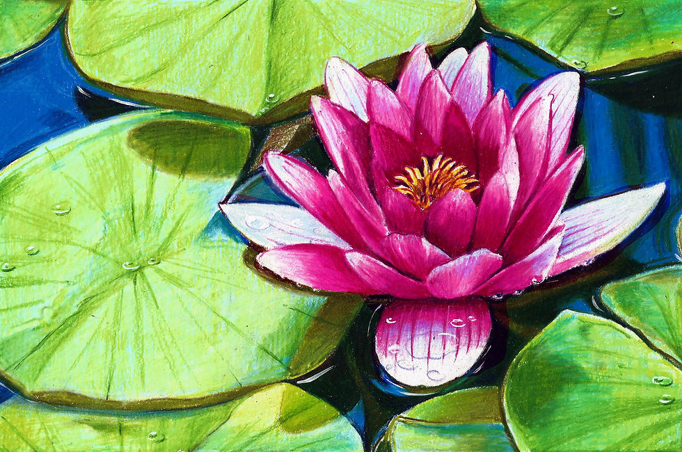 Water Lily