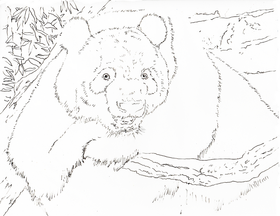 Thumbnail: PDF Giant Panda