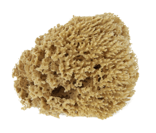Natural Sponge