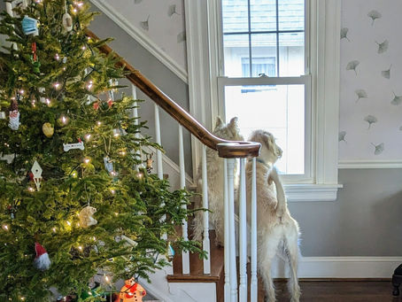 Dog training basics, impulse control and WAIT