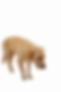 Low dog tail
