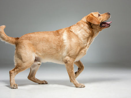 Dog Tail/Dog Communication/Body Language