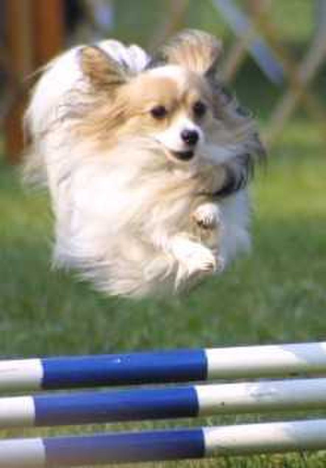 Exercise/agility as a motivator