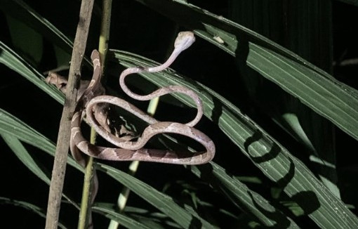 Snake spotted during a rainforest night walk in Costa Rica