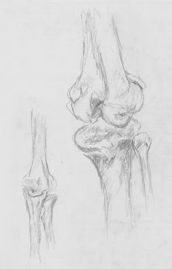 Skeletal Study