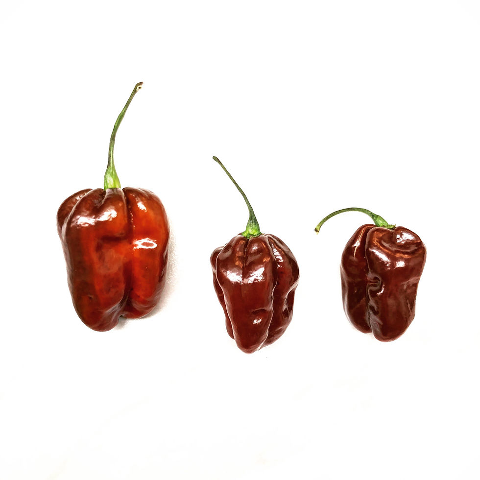 Habanero, Brown