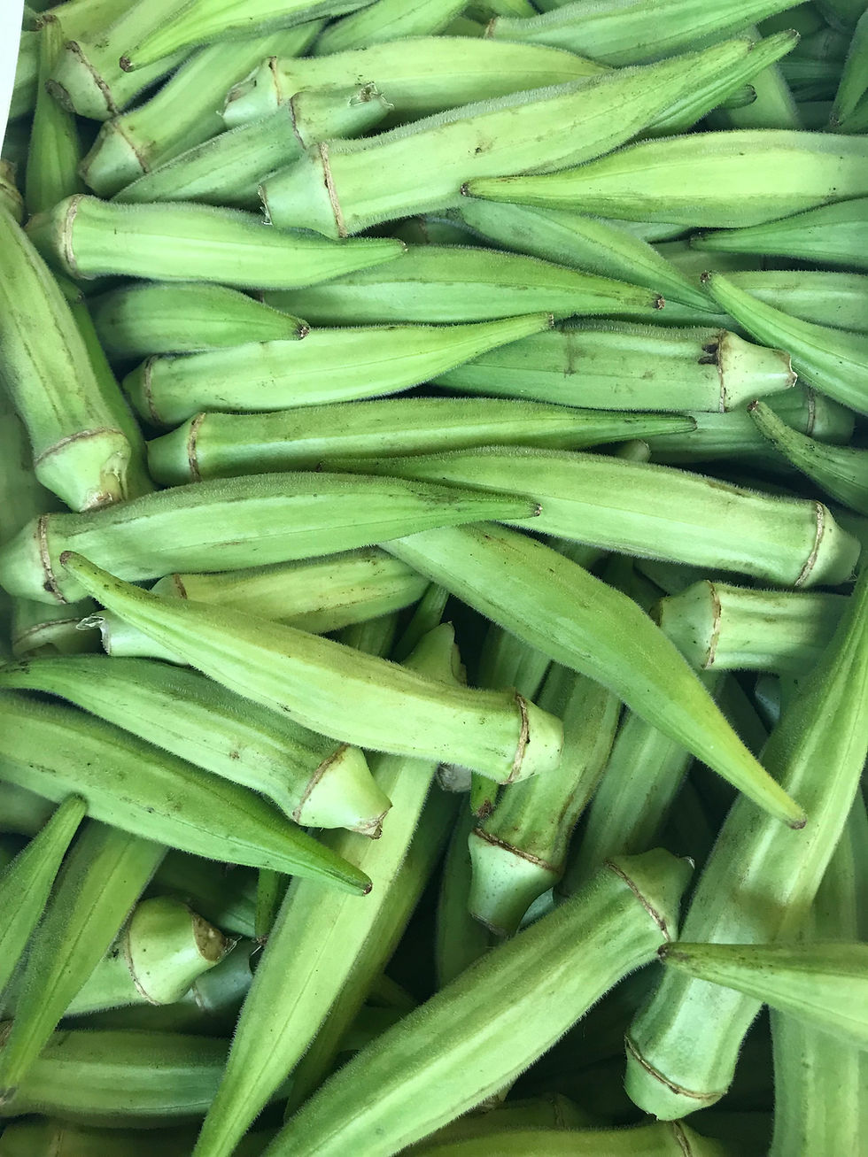 Okra