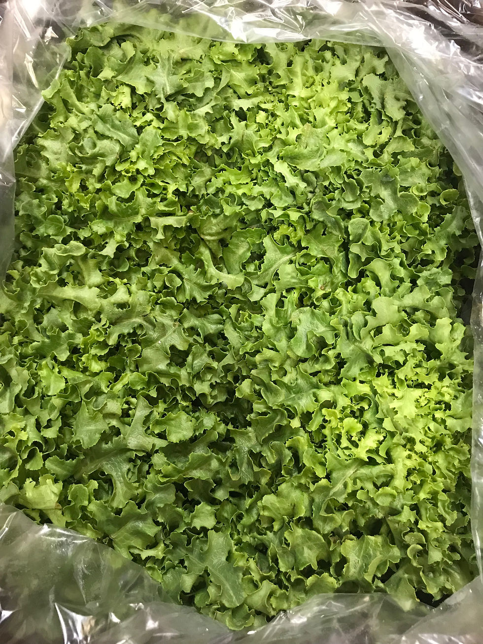Lettuce, Green Oak Leaf