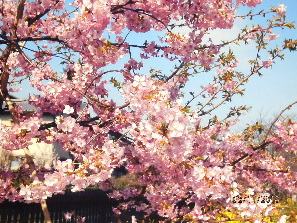 河津桜