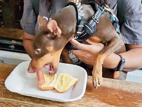 BeltLine Pup Parade: Recap of the Doggie Food Crawl