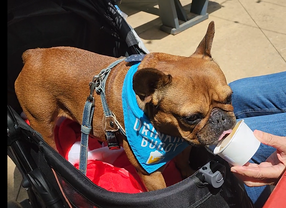 French bulldog in a stroller eating frozen pup cup