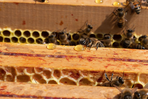49__angers__anne_gourin__1439__apiculture_49_angers_anne_gourin_1439_apiculture_12.jpg