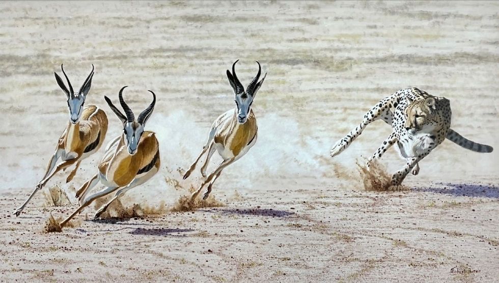 Thumbnail: Closing in- Cheetah and Springbok