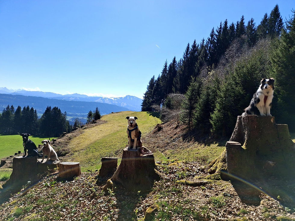 WhatsApp Bild 2025-06-05 um 15.29.04_815d458a