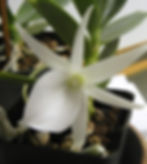Angraecum didieri