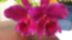 Cattleya Red Heart 'Neptune'