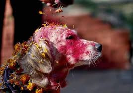 La festa dei cani in Nepal
