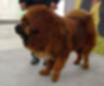 mastino tibetano medie dimensioni