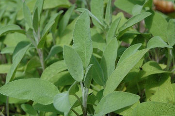 Salvia Bianca: come bruciarla e qual'è il suo significato?
