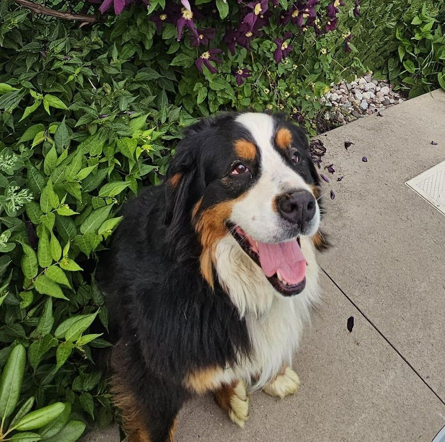 Dr. Deschenes Dog