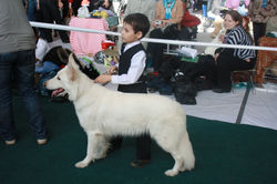 Выставка собак 9 марта 2011 200.jpg