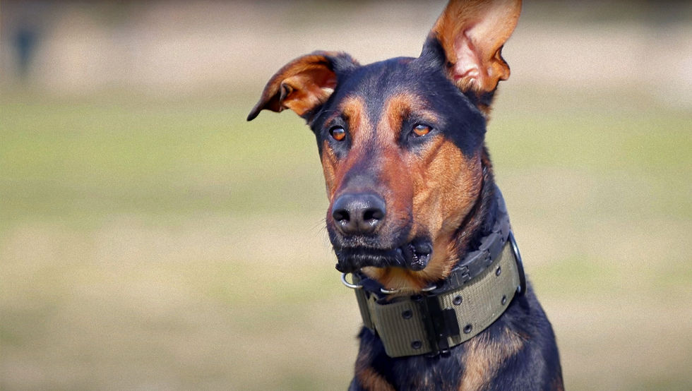 Screen Shot 2023-10-01 at 8.52_edited.jpg