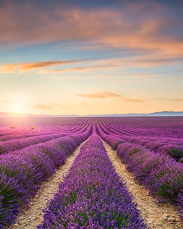 Blooming lavender field at sunset in Plateau de Valensole. Provence region, France.jpg