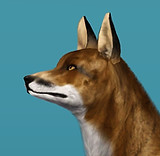 Standard Red.jpg