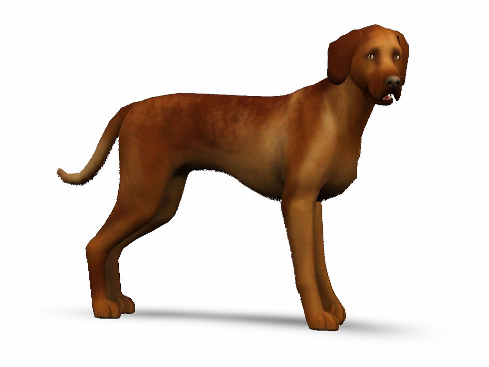 Magyar Vizsla (shorthair)