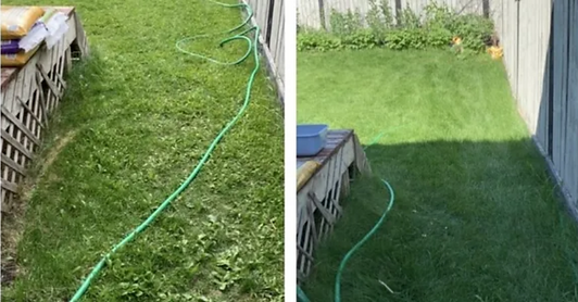 fertilizer & weed control before and after