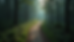 High angle view of a winding path through a quiet forest