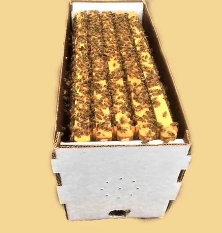 Nucs