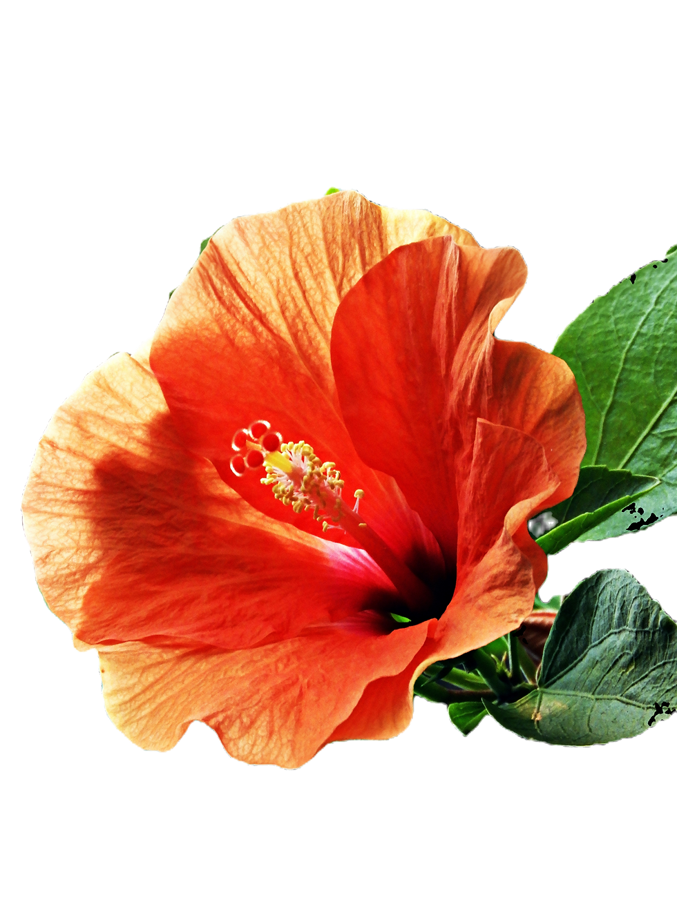 Hibiscus Flower