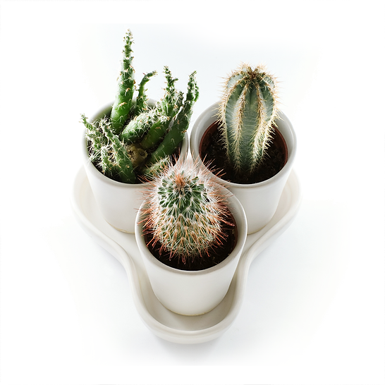2 plantas