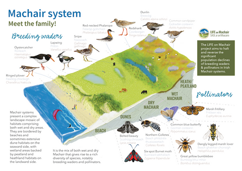 Farming for nature, Machair, Illustration, Habitats, Results-based agri-environment payment schemes, Nature restoration
