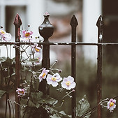 Fence with Flowers
