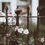 Thumbnail: 3 Pots of Perennials